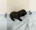 Small #4 Cane Corso