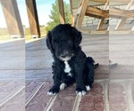 Small Photo #2 Goldendoodle (Miniature) Puppy For Sale in HUTCHINSON, KS, USA