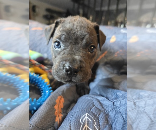 Medium Photo #10 Cane Corso Puppy For Sale in HENRY, VA, USA