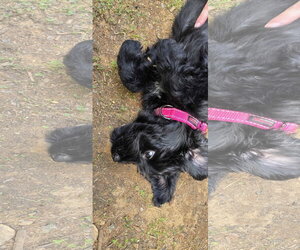 Storm - Female Aussiedoodle Dog for Adoption - Photo #4