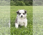 Puppy Girl 2 Pomsky