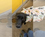 Small #10 Labrador Retriever