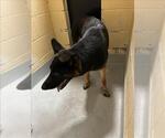 Small German Shepherd Dog
