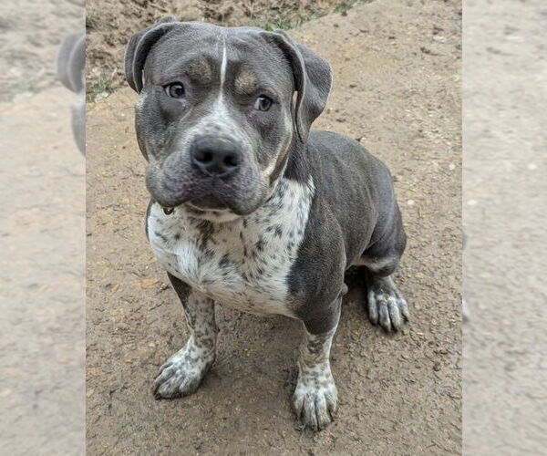 Medium Photo #1 American Pit Bull Terrier-Unknown Mix Puppy For Sale in Munford, TN, USA