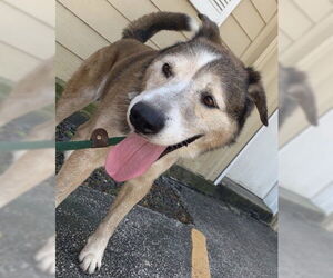 Patch - Male Siberian Husky-Unknown Mix Dog for Adoption - Photo #20