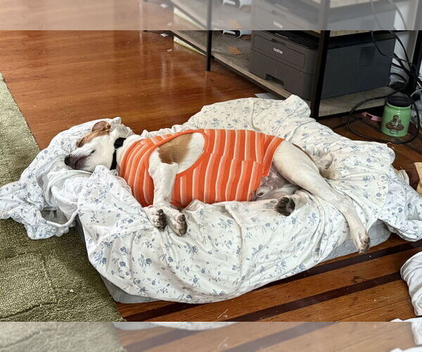 Medium Photo #33 Mutt Puppy For Sale in Philadelphia, PA, USA