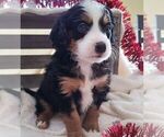 Small Photo #1 Bernedoodle-Poodle (Miniature) Mix Puppy For Sale in FORT PLAIN, NY, USA