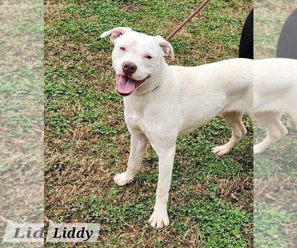 Medium Photo #1 American Staffordshire Terrier-Unknown Mix Puppy For Sale in Wenonah, NJ, USA