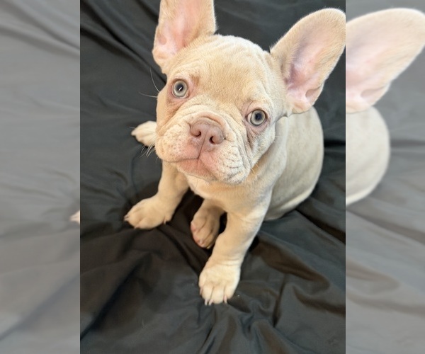 Medium Photo #19 French Bulldog Puppy For Sale in ARVERNE, NY, USA