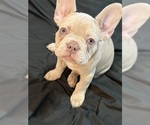 Small #18 French Bulldog