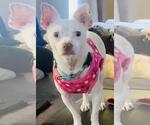 Small #1 Chihuahua