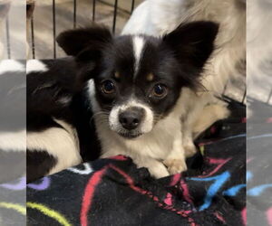 Chihuahua Dogs for adoption in Tarrytown, GA, USA