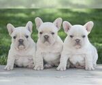 Small #2 French Bulldog