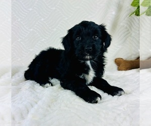 Miniature Australian Shepherd Puppy for sale in GREENFIELD, IN, USA