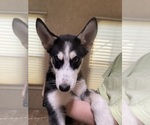 Small Siberian Husky