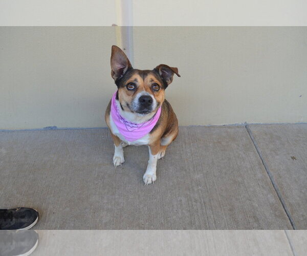 Medium Photo #2 Mutt Puppy For Sale in McKinney, TX, USA