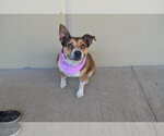 Small #1 Mutt