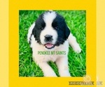 Puppy 6 Newfoundland-Saint Bernard Mix