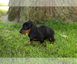 Small Photo #22 Dachshund Puppy For Sale in BREMEN, IN, USA