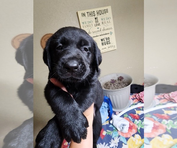 Medium Photo #2 Labrador Retriever Puppy For Sale in GRAND JUNCTION, CO, USA