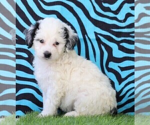 Bernedoodle Puppy for sale in FREDERICKSBG, OH, USA