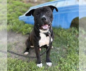 Mutt Dogs for adoption in Modesto, CA, USA