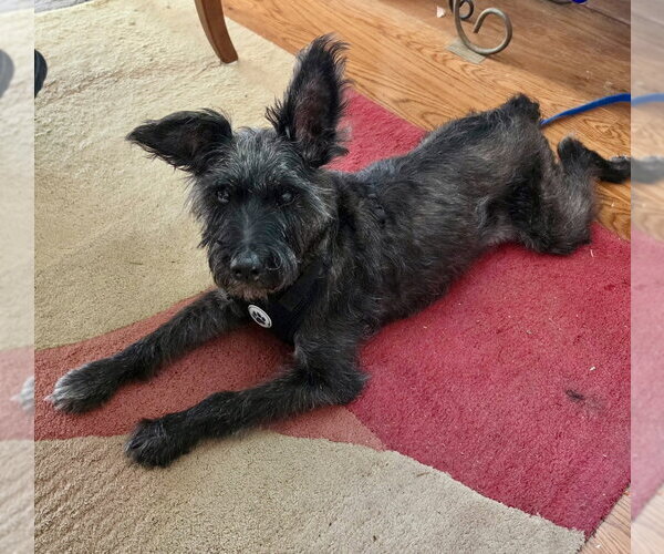 Medium Photo #2 Mutt Puppy For Sale in Mooresville, NC, USA