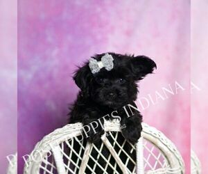 Medium Yorkipoo