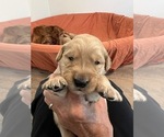 Puppy Black Golden Retriever
