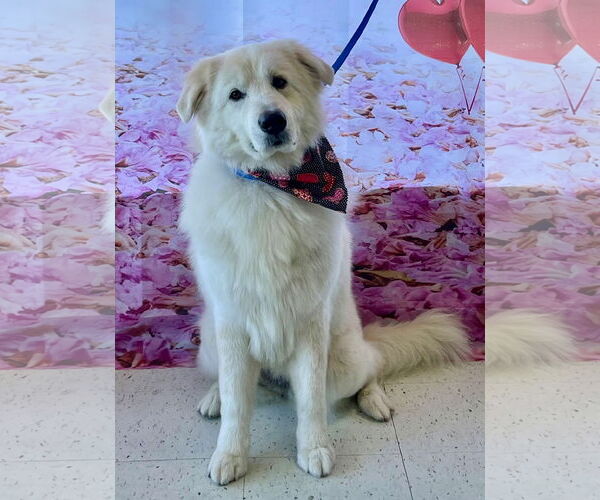 Medium Photo #1 Great Pyrenees-Unknown Mix Puppy For Sale in Newport Beach, CA, USA