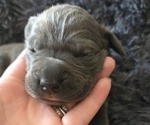 Small #2 Cane Corso