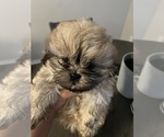 Puppy Puppy 1 Shih Tzu