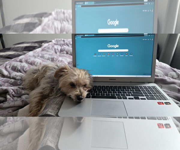 Medium Photo #8 Mutt Puppy For Sale in Farmington, MN, USA