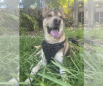 Small Photo #3 Chow Chow-Siberian Husky Mix Puppy For Sale in Miami, FL, USA