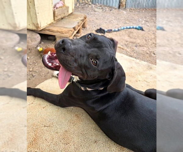 Medium Photo #5 Labrador Retriever-Unknown Mix Puppy For Sale in Williamsburg, NM, USA