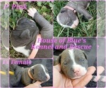 Small #17 American Pit Bull Terrier