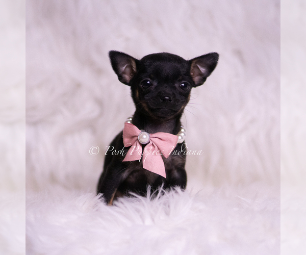 Medium Photo #10 Chihuahua Puppy For Sale in WARSAW, IN, USA