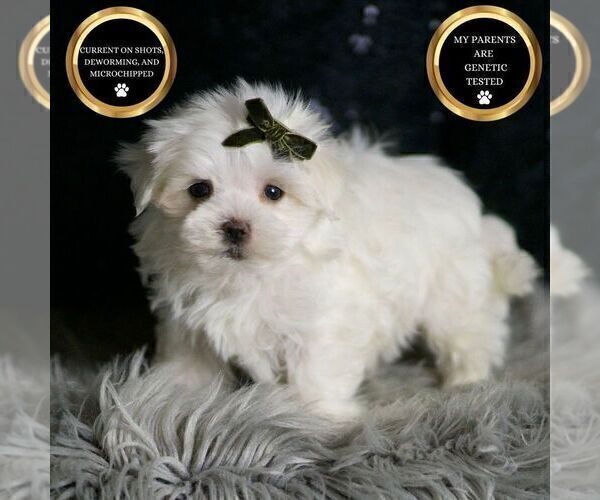 Medium Photo #120 Maltese Puppy For Sale in WARSAW, IN, USA