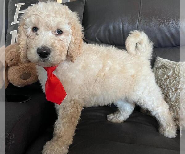 Medium Photo #6 Sheepadoodle Puppy For Sale in FONTANA, CA, USA