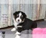 Small Photo #23 Aussie-Corgi Puppy For Sale in LIND, WA, USA