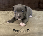 Small Photo #5 American Bully Puppy For Sale in JOPLIN, MO, USA