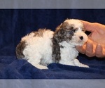 Small Photo #13 Poodle (Toy) Puppy For Sale in DYERSBURG, TN, USA