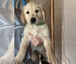 Puppy Green Golden Retriever