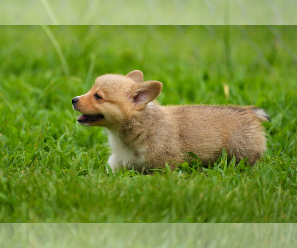 Medium Photo #20 Pembroke Welsh Corgi Puppy For Sale in HAMPTON, VA, USA