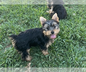 Yorkshire Terrier Puppy for Sale in NORTH HOLLYWOOD, California USA