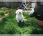 Small Photo #16 Coton de Tulear Puppy For Sale in COLUMBIA, MO, USA