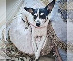 Small Photo #8 Rat Terrier Puppy For Sale in Atlanta, GA, USA