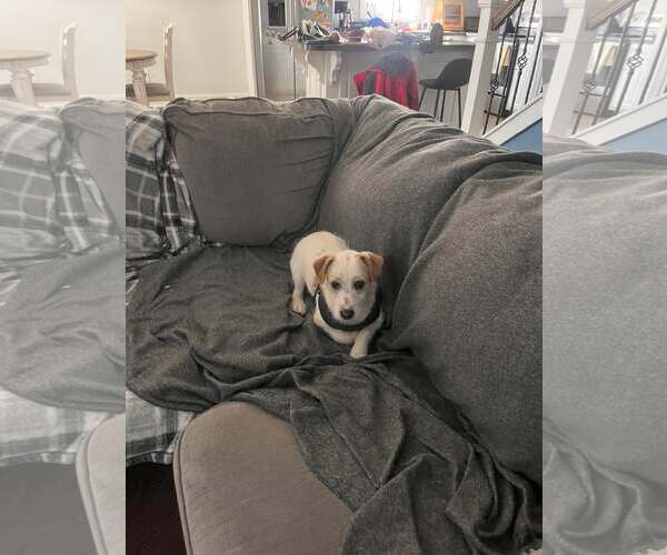 Medium Photo #5 Mutt Puppy For Sale in Spring Lake, NC, USA