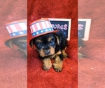 Small #6 Yorkshire Terrier