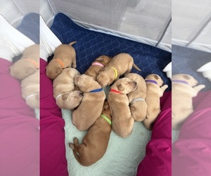Golden Retriever Litter for sale in GLOUCESTER, VA, USA